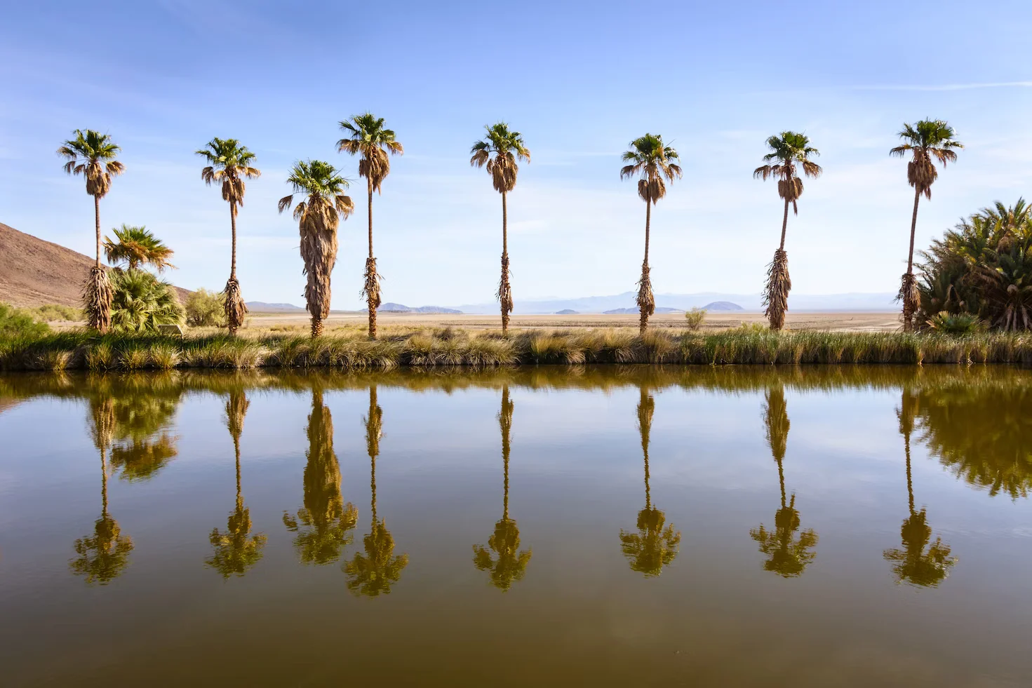 An oasis (singular) in Zzyzx, CA. An oasis in Zzyzx, CA (formerly Soda Springs). Image by Steve H.