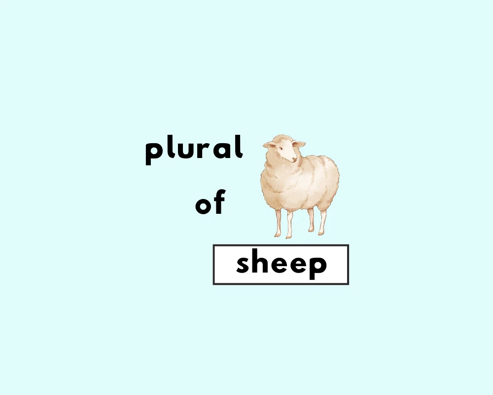 plural of sheep