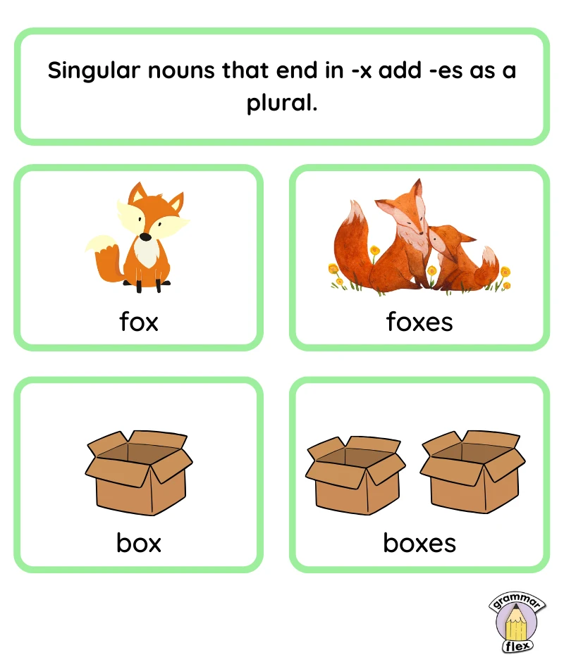 Fox/foxes, box/boxes.