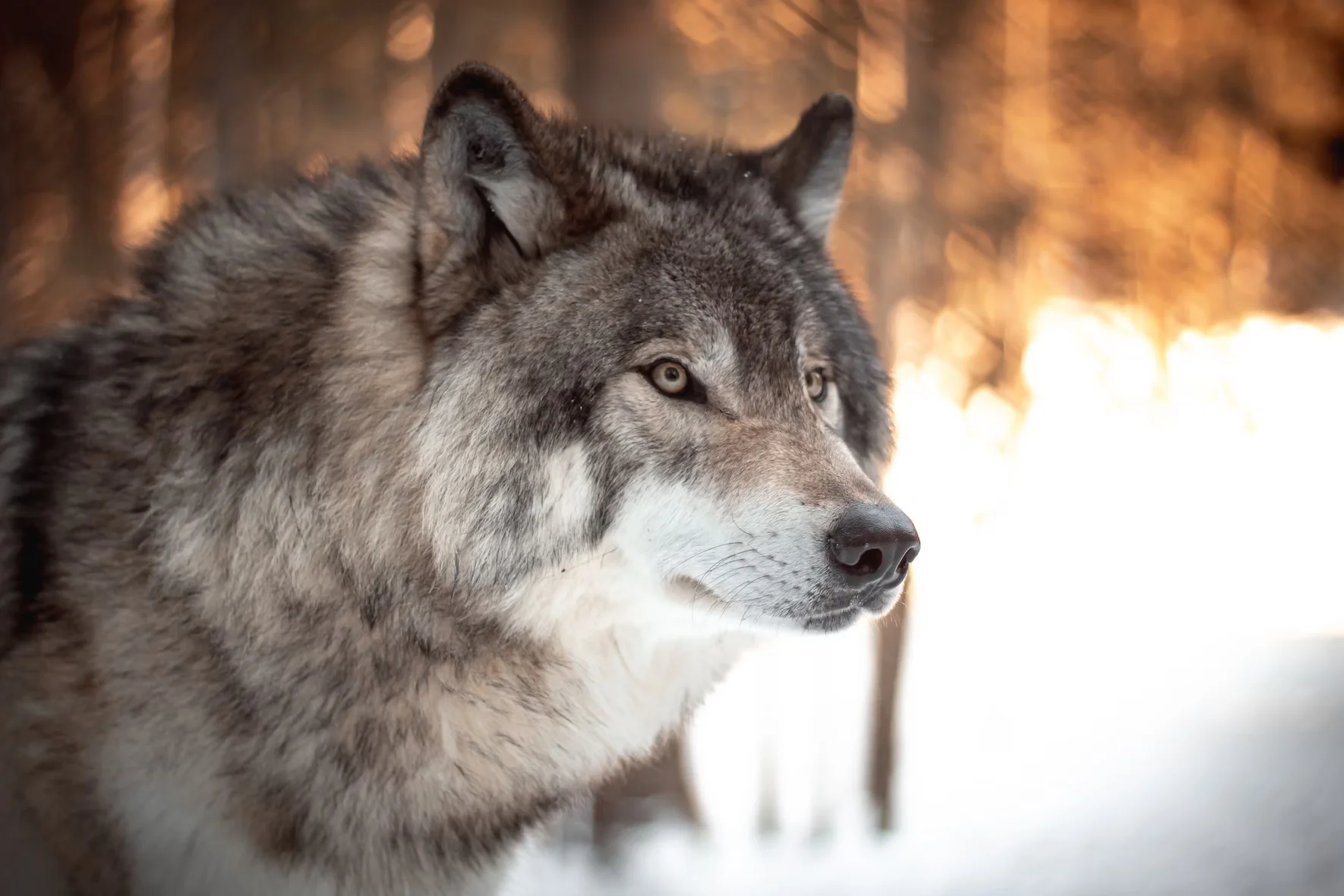 A wolf caught in Montreal, Quebec, Canada. Image by Milo W.