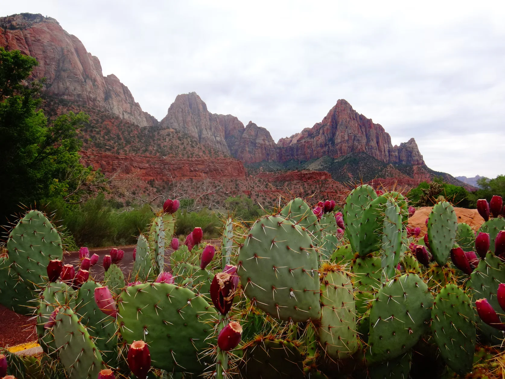 Cacti in Zion National Park, Utah. Image by George P.