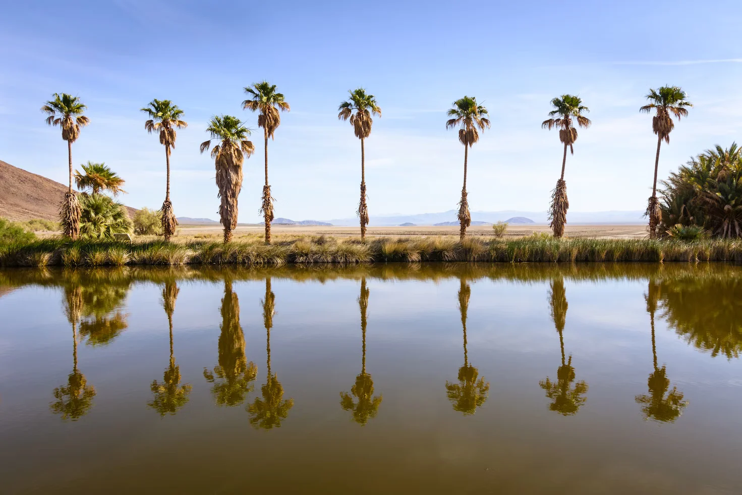 An oasis in Zzyzx, CA (formerly Soda Springs). Image by Steve H. 
