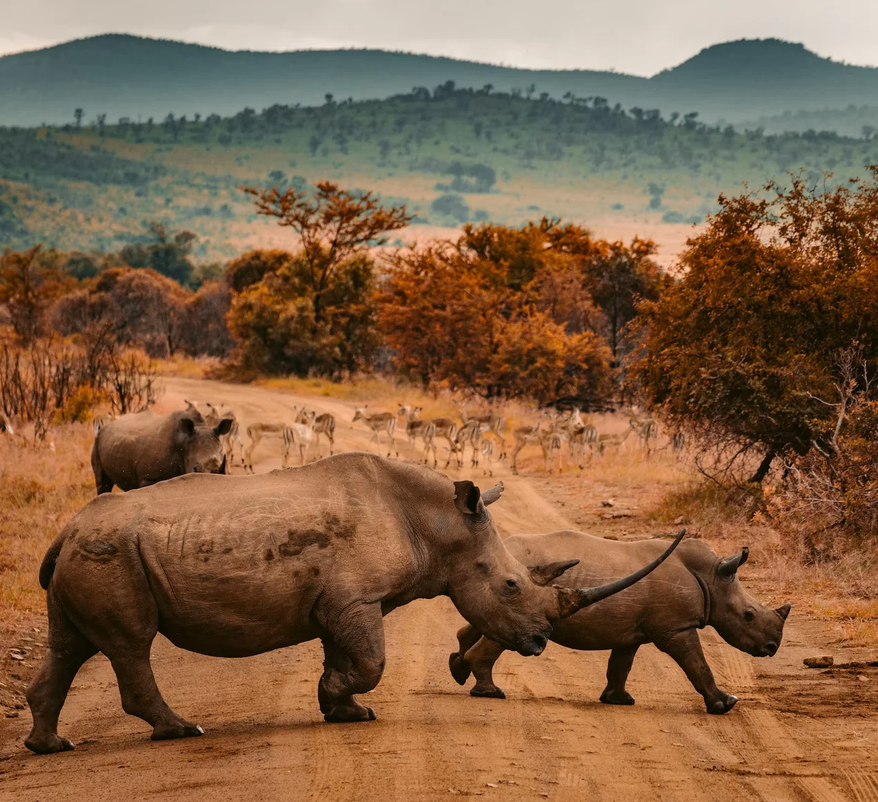 A crash of rhinoceros.