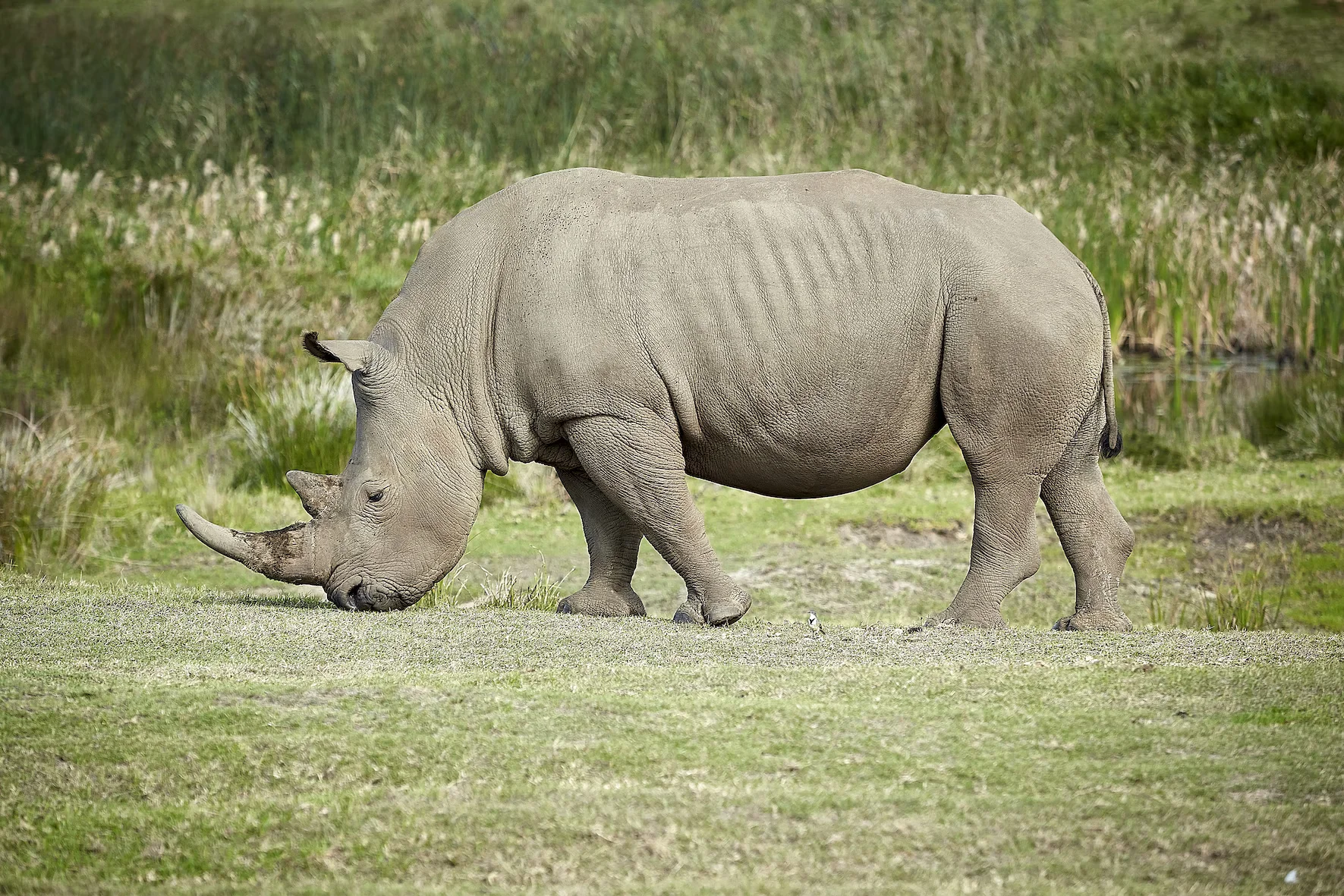 A rhinoceros.