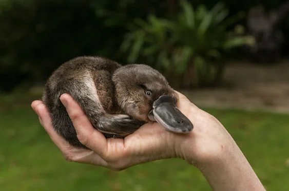 Baby platypus.