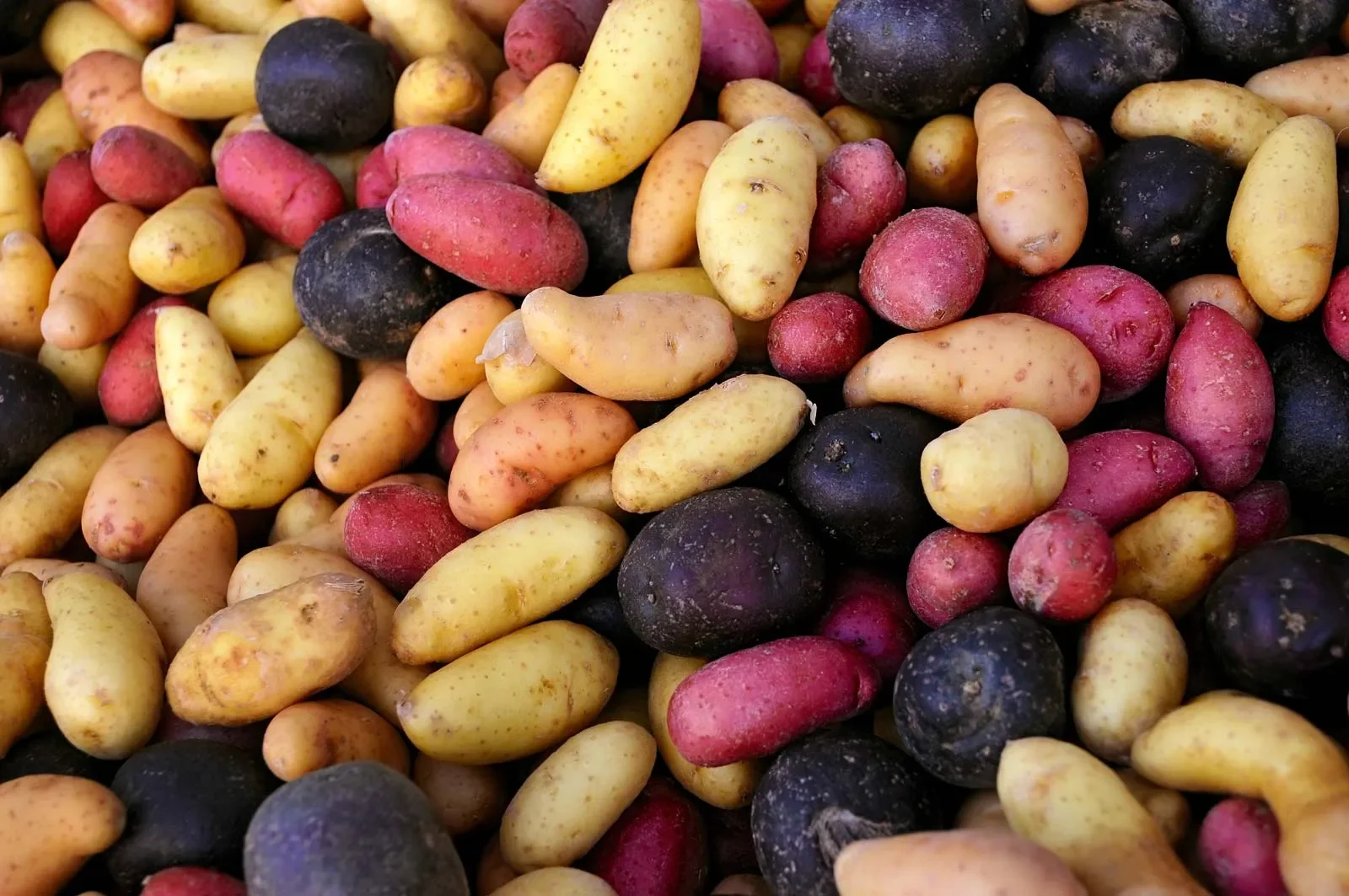 A variety of potatoes. Image by Bruceman.