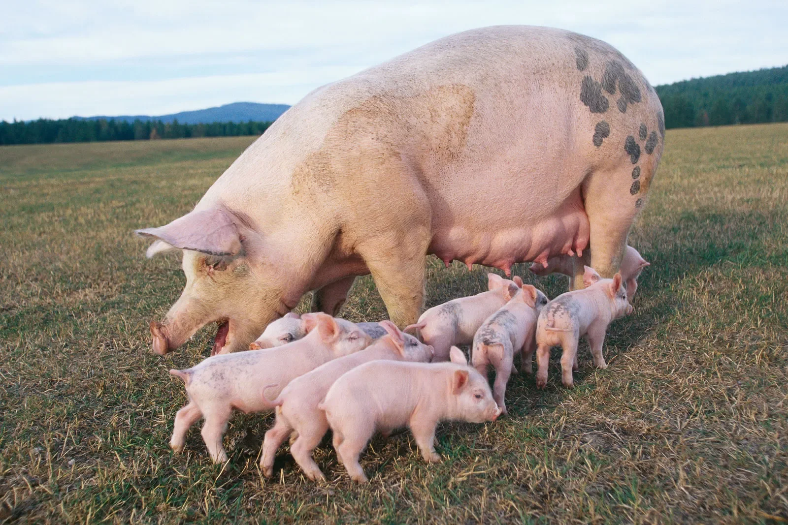 Swine, female pigs can have as many as 20 piglets in a litter. Encyclopedia Brittanica.