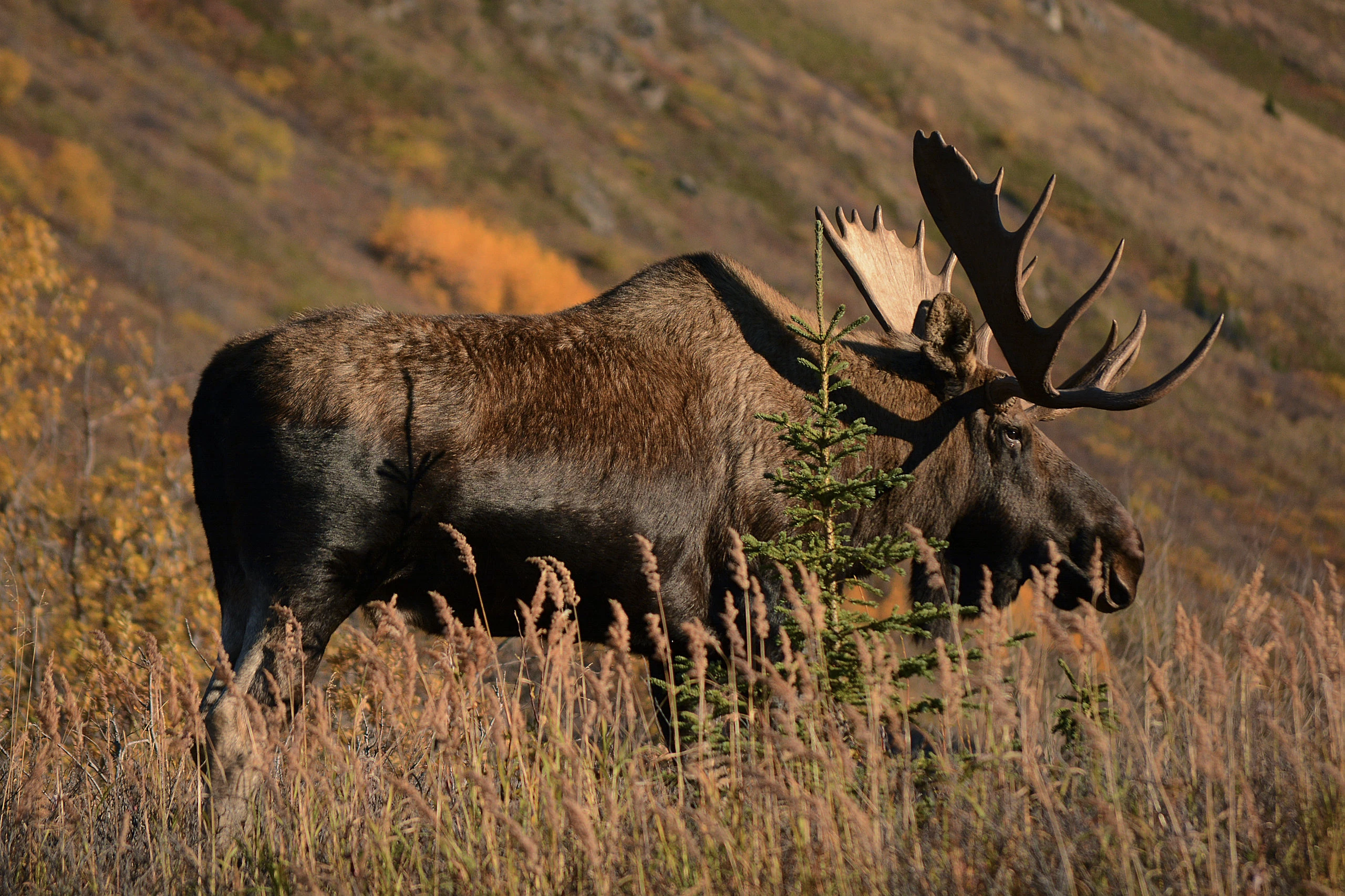 A bull moose in South Fork Eagle River, Alaska. By Paxson Woelber.