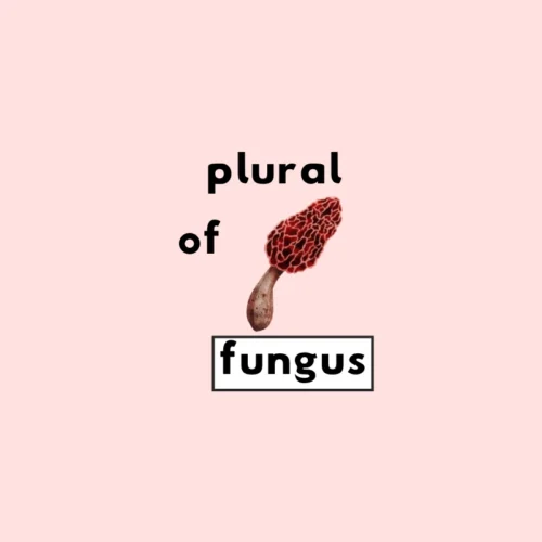 what-s-the-plural-of-fungus-grammarflex